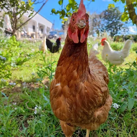 Marinezzi Lejlighed *