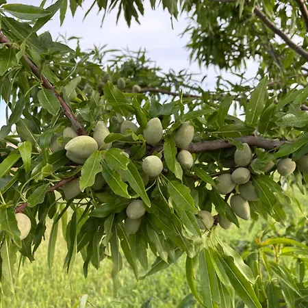 Apartman Marinezzi *